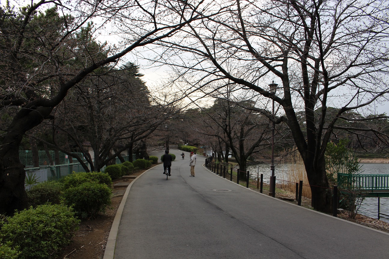 大宮公園　桜（2015/3/23）①