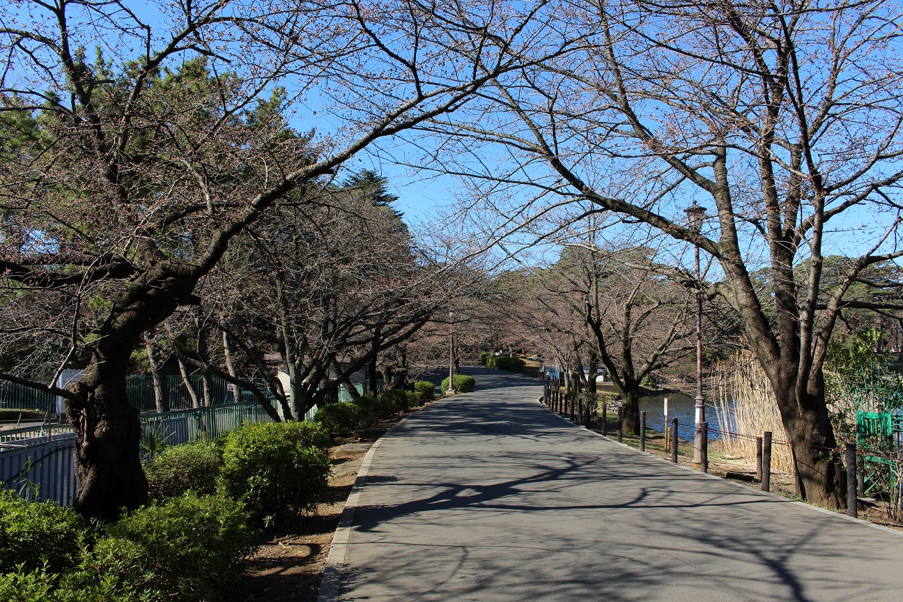 大宮公園　桜（2015/3/24）①