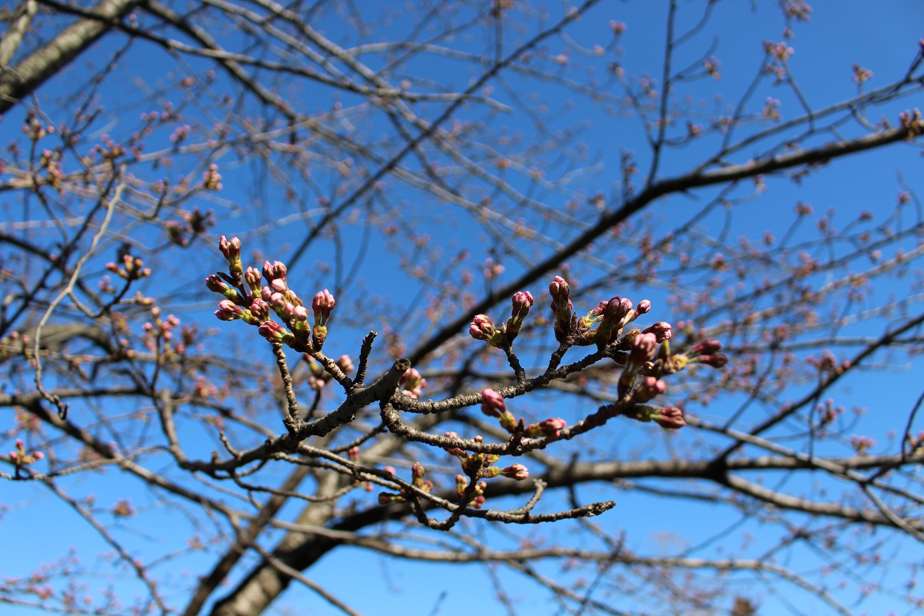 大宮公園　桜（2015/3/24）②