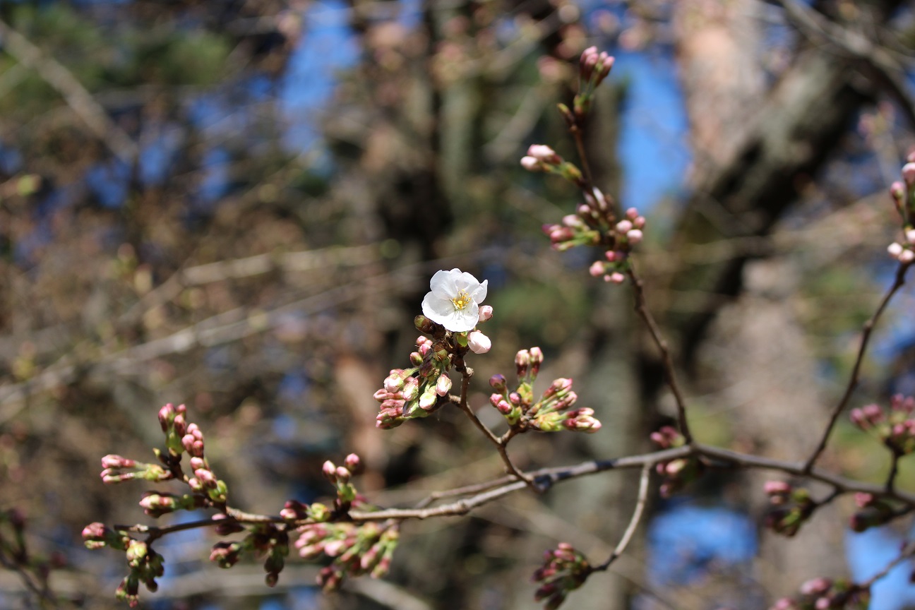 大宮公園　桜（2015/3/24）③