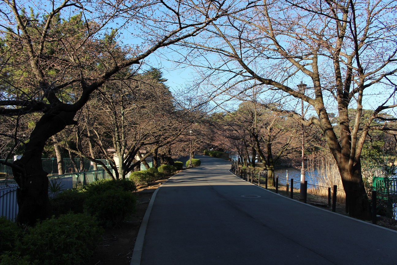 大宮公園　桜（2015/3/25）①