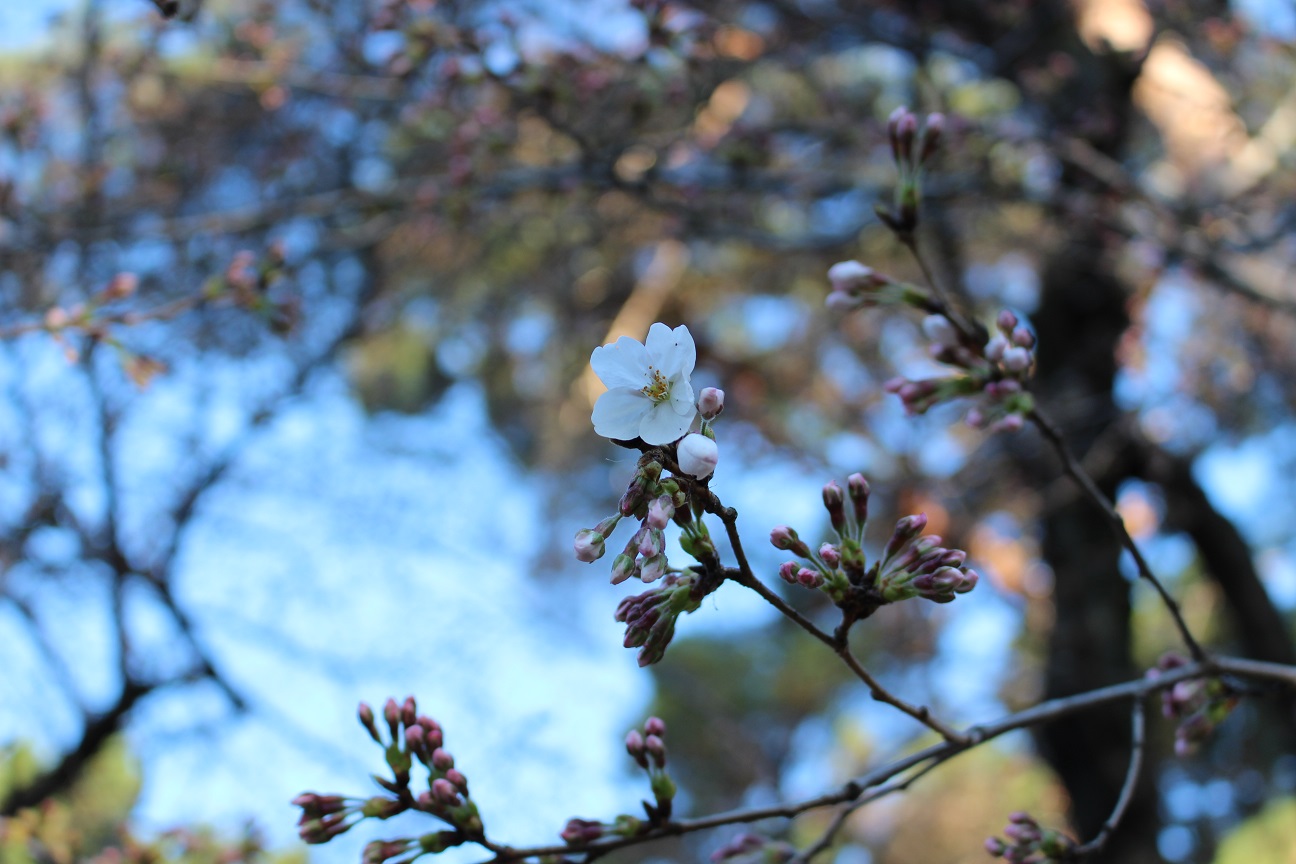大宮公園　桜（2015/3/25）②