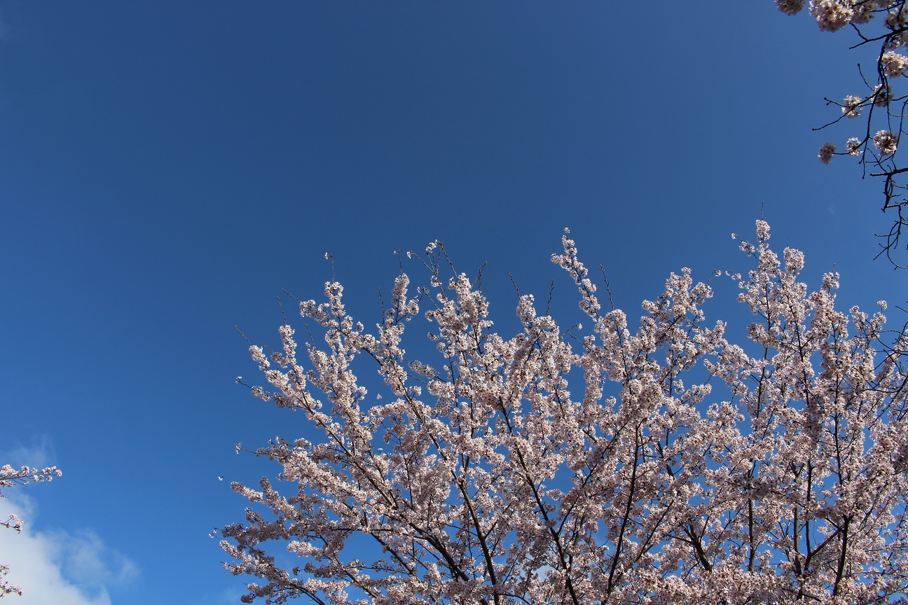 大宮公園の桜（2015/4/2）